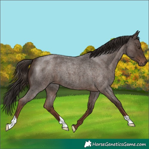 Horse Color:Liver Red Roan 