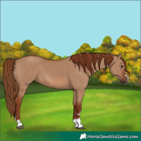 Horse Color:Red Dun 