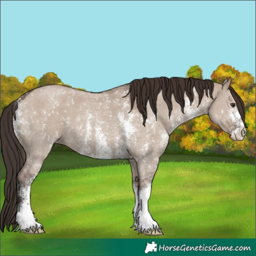 Horse Color:Liver Red Dun Sabino