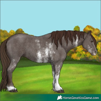 Horse Color:Liver Chestnut Sabino 