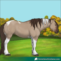 Horse Color:Liver Red Dun Tobiano 