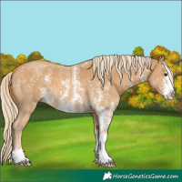 Horse Color:Palomino Sabino 