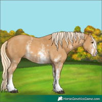 Horse Color:Palomino Sabino 