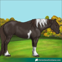 Horse Color:Liver Chestnut Tobiano 