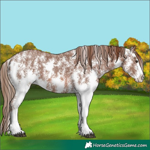 Horse Color:Chestnut Sabino