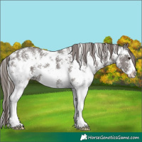Horse Color:Liver Chestnut Sabino 