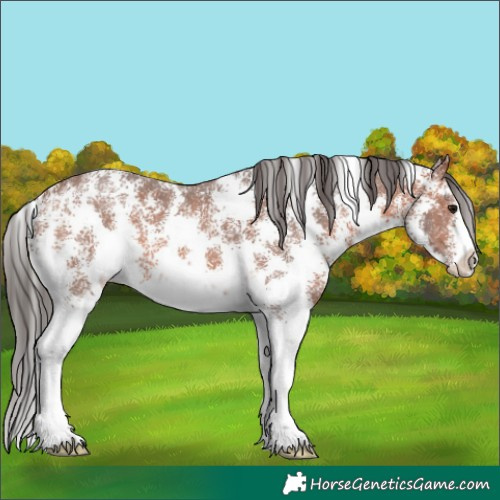 Horse Color:Bay Sabino