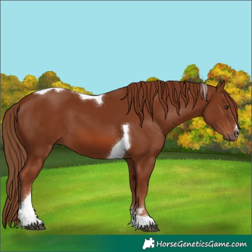 Horse Color:Chestnut Tobiano