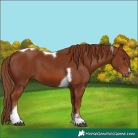 Horse Color:Chestnut Tobiano 