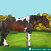 Horse Color:Brown Tobiano 