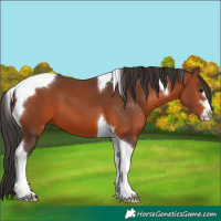 Horse Color:Bay Tobiano 