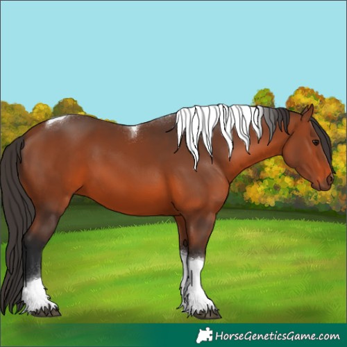 Horse Color:Bay Tobiano