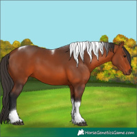 Horse Color:Bay Tobiano 