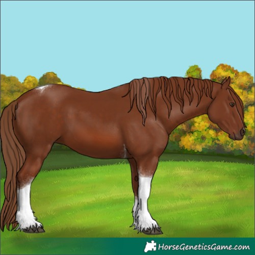Horse Color:Chestnut Tobiano 