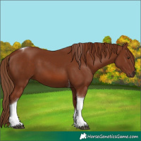 Horse Color:Chestnut Tobiano