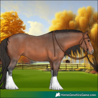 Horse Color:Bay Sabino 
