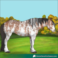 Horse Color:Bay Sabino 