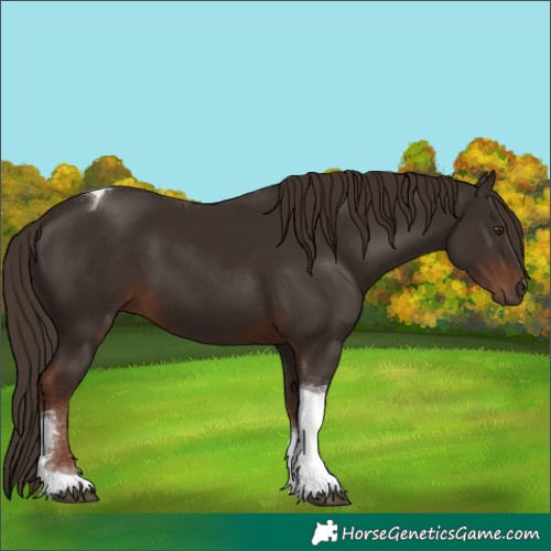 Horse Color:Liver Chestnut Tobiano