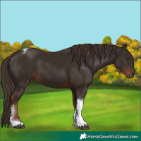 Horse Color:Liver Chestnut Tobiano 