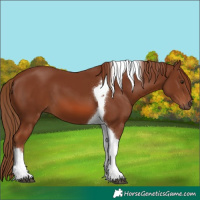 Horse Color:Chestnut Tobiano 