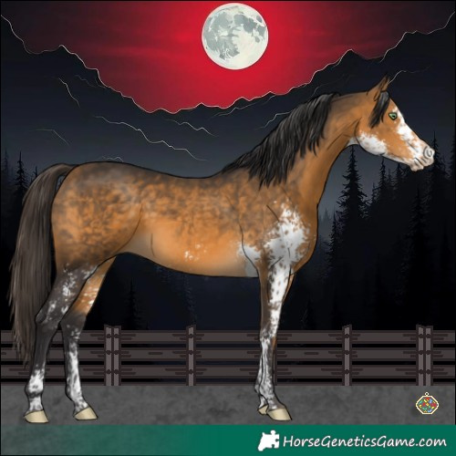 Horse Color:Buckskin Sabino 