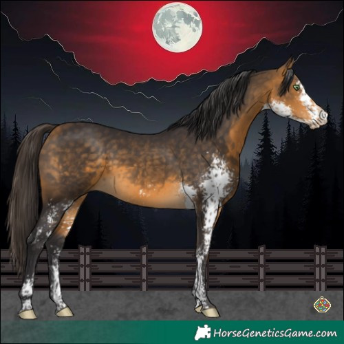 Horse Color:Buckskin Sabino 