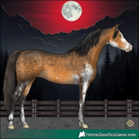Horse Color:Buckskin Sabino 