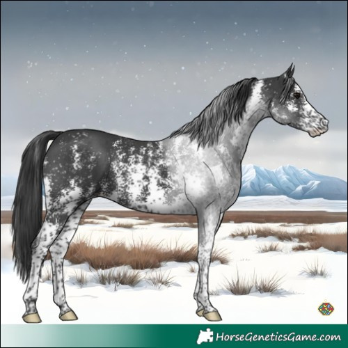 Horse Color:Black Sabino
