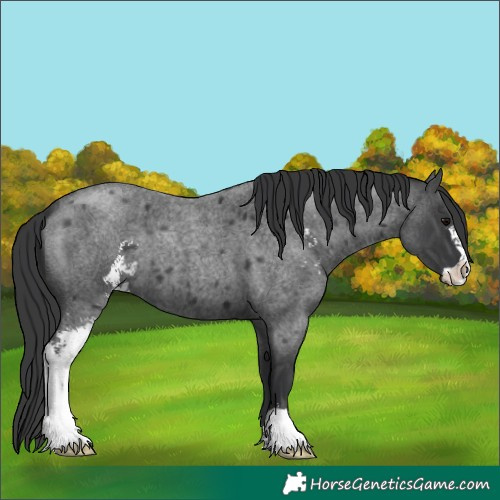 Horse Color:Blue Roan Sabino 