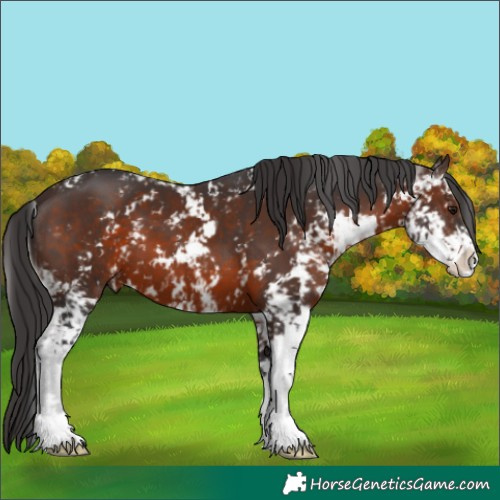 Horse Color:Brown Sabino 