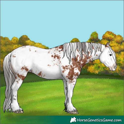 Horse Color:Bay Sabino 