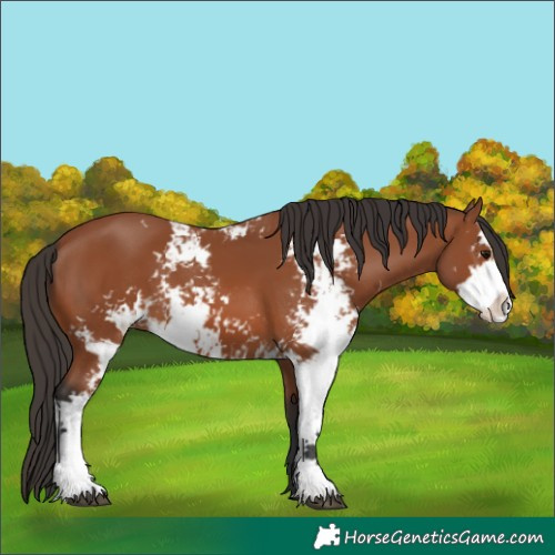 Horse Color:Bay Sabino 