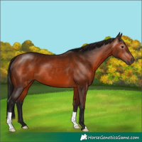 Horse Color:Gray Bay 