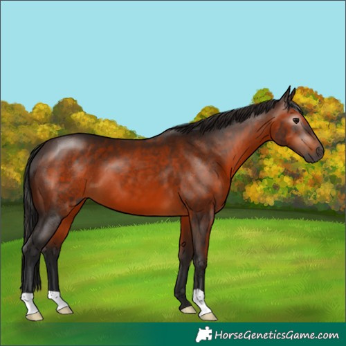 Horse Color:Gray Bay 