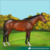 Horse Color:Gray Bay