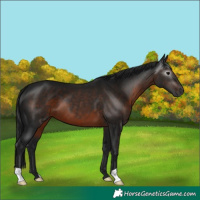 Horse Color:Gray Brown 