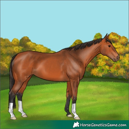 Horse Color:Bay 
