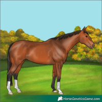Horse Color:Bay 