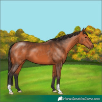 Horse Color:Bay 