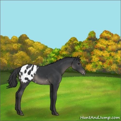 Horse Color:Black Appaloosa