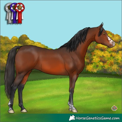 Horse Color:Brown Sabino Tobiano 