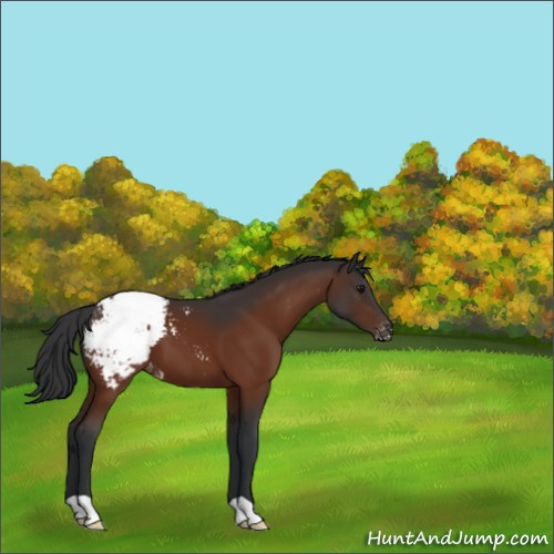 Horse Color:Bay Appaloosa