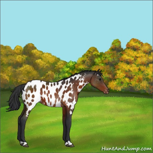 Horse Color:Brown Appaloosa 