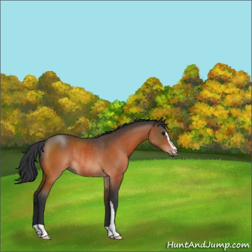 Horse Color:Bay Sabino Rabicano 