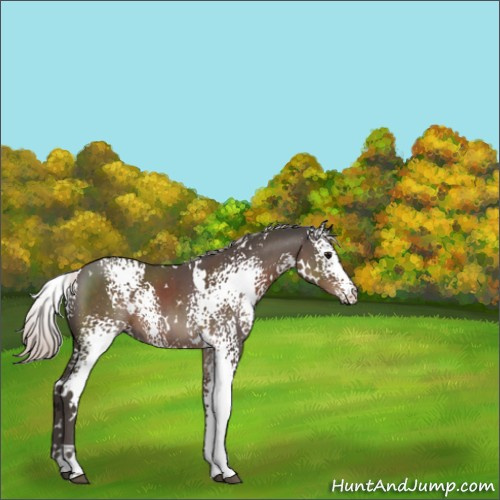 Horse Color:White Spotted Silver Black