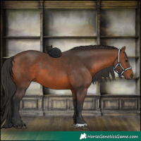 Horse Color:Brown 