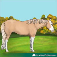 Horse Color:Gold Champagne Splash 
