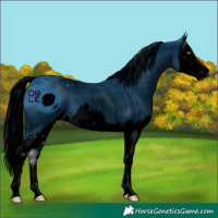 Horse Color:ERROR: UNKNOWN ANOMALY