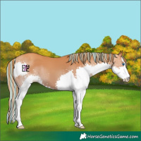 Horse Color:Painted White Spotted Gold Champagne Splash