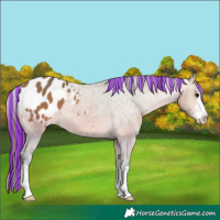 Horse Color:Platinum Painted White Spotted Bay Appaloosa 
